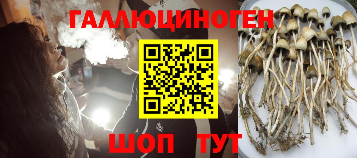 Будённовск  Псилоцибиновые грибы мухоморы  Вход с VPN  Псилоцибиновые грибы GOLDEN TEACHER 